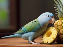 Can Parrotlets Eat Pineapple 1