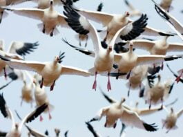 From Where Migratory Birds Come to India