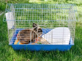 What Do Rabbits Need in Their Cage