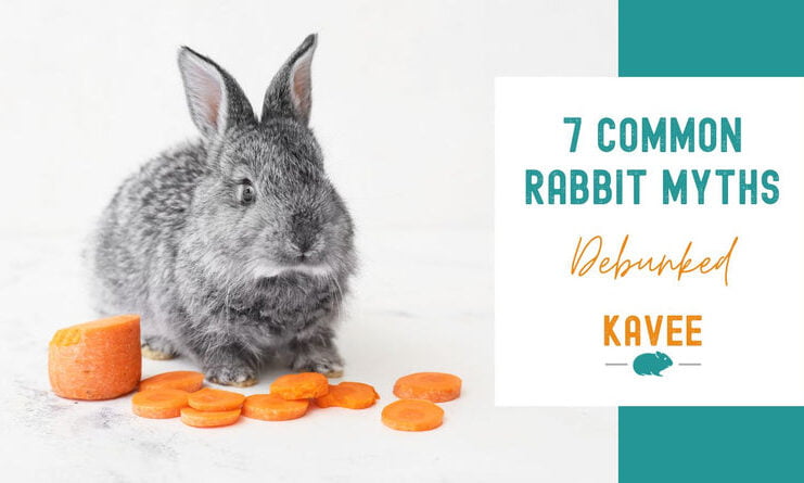Are Rabbits Good Pets for Kids