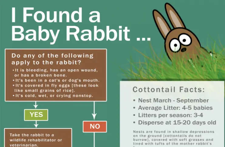 Can You Keep a Wild Baby Rabbit As a Pet