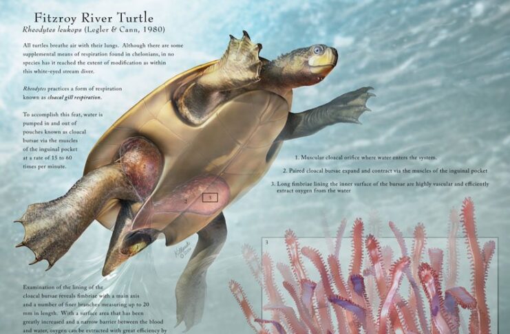 Do Sea Turtles Have Gills