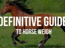 How Much Do a Horse Weigh