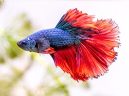 What is the Longest Living Fish Pet