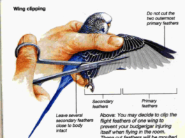 Why Shouldn'T You Pet a Bird on the Wings