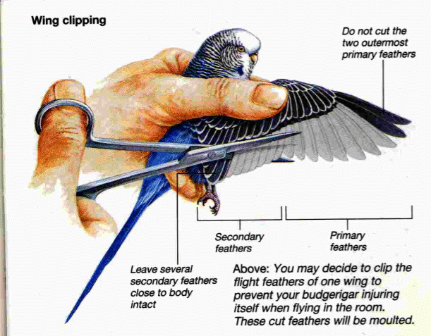Why Shouldn'T You Pet a Bird on the Wings